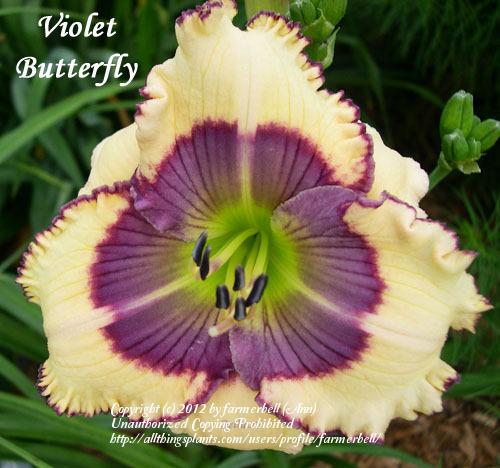 Photo of Daylily (Hemerocallis 'Violet Butterfly') uploaded by farmerbell