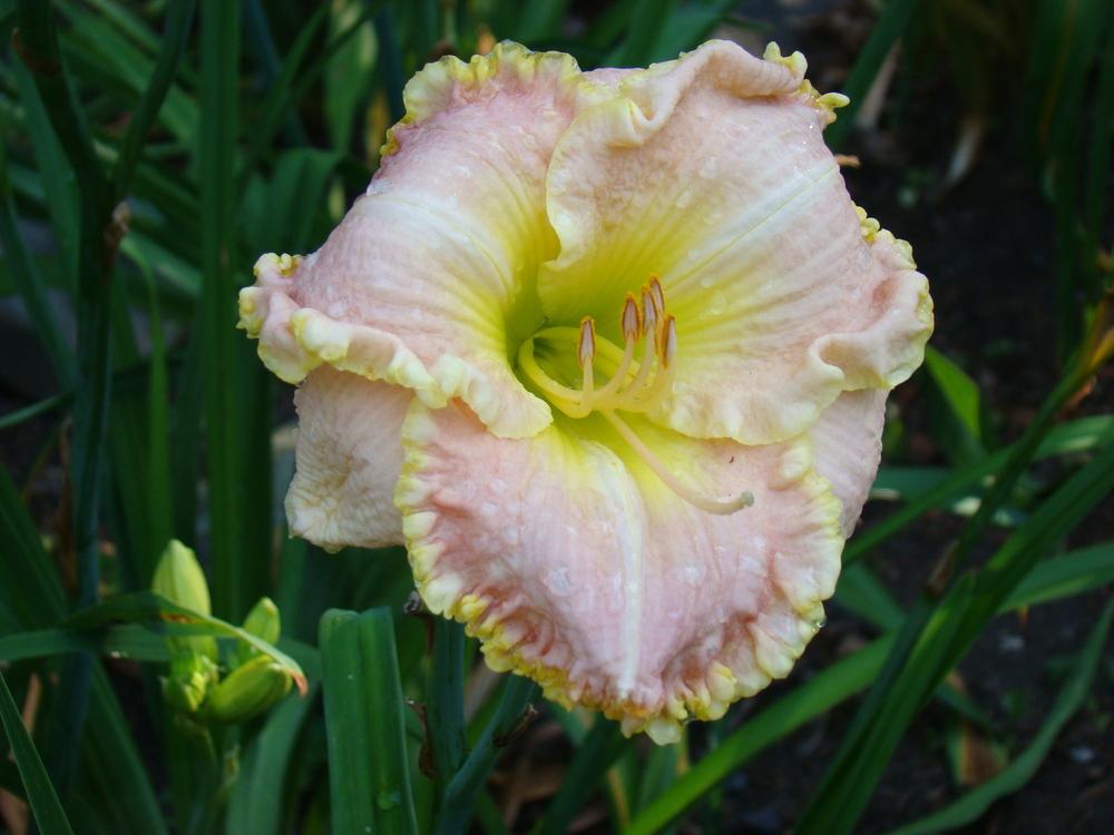Photo of Daylily (Hemerocallis 'The Heavenly Kingdom Comes') uploaded by nh4me