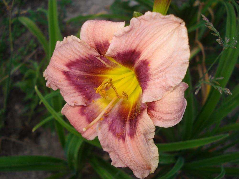Photo of Daylily (Hemerocallis 'Little Witching Hour') uploaded by petalsnsepals