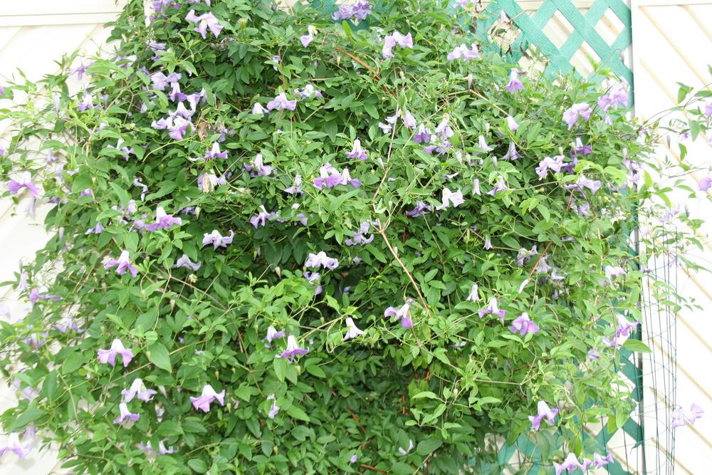 Photo of Clematis (Clematis viticella 'Betty Corning') uploaded by 4susiesjoy