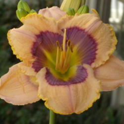 Location: My garden in Bakersfield, CA
Date: 2012-09-25 