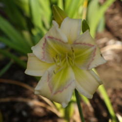 Location: My garden in Bakersfield, CA
Date: 2012-09-19 