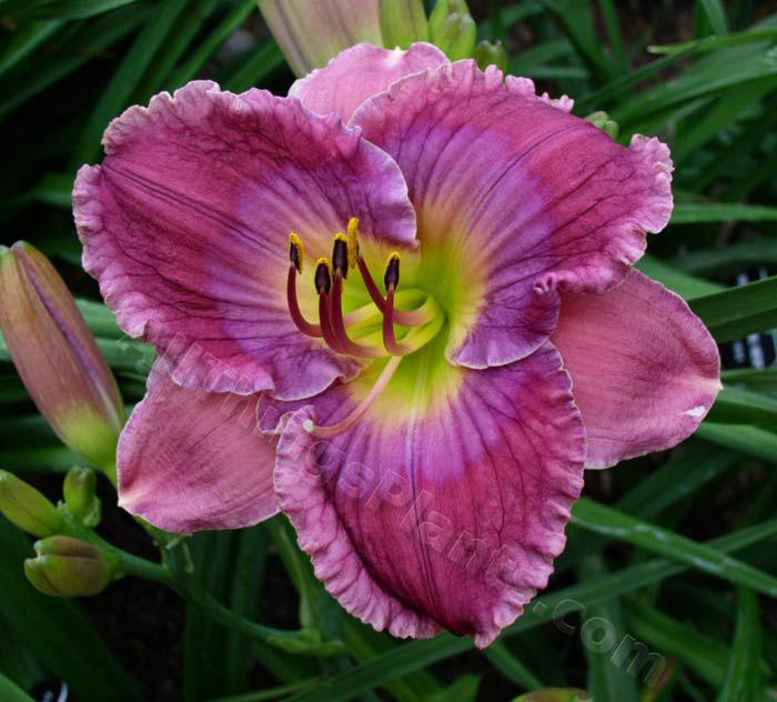 Photo of Daylily (Hemerocallis 'Guided by Voices') uploaded by daylily