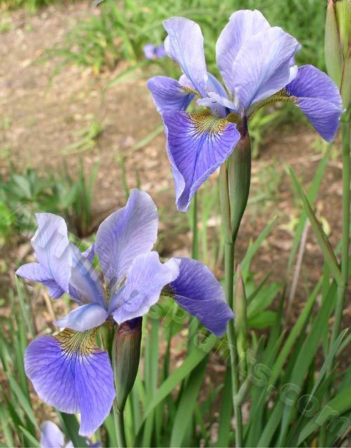 Photo of Siberian Iris (Iris 'China Spring') uploaded by daylily