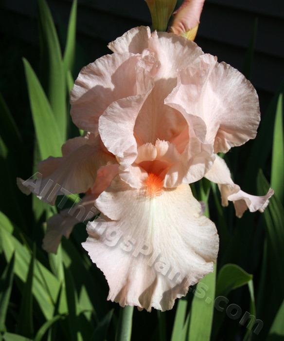 Photo of Tall Bearded Iris (Iris 'Beverly Sills') uploaded by daylily