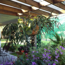 Location: Under my shadehouse roof
Date: 2012-09-24
My 15 year old staghorn brought from Miami to Jacksonville, Flori