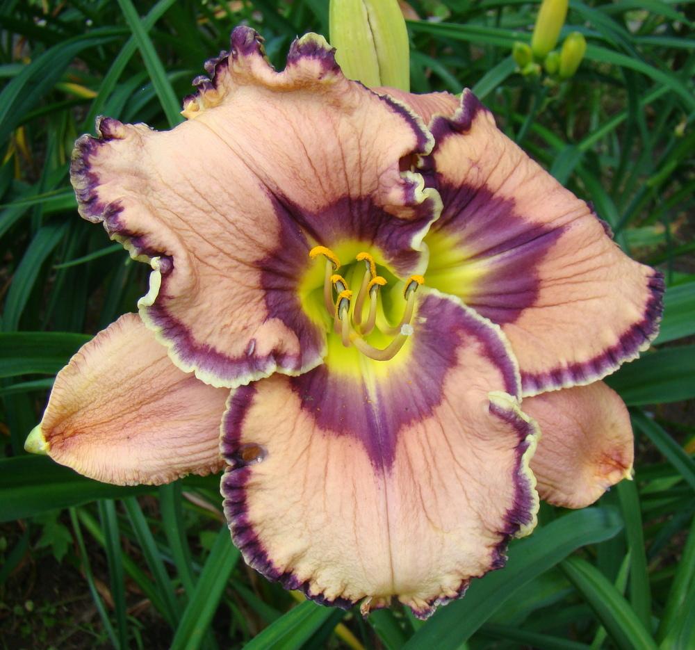 Photo of Daylily (Hemerocallis 'Aussie Delight') uploaded by nh4me