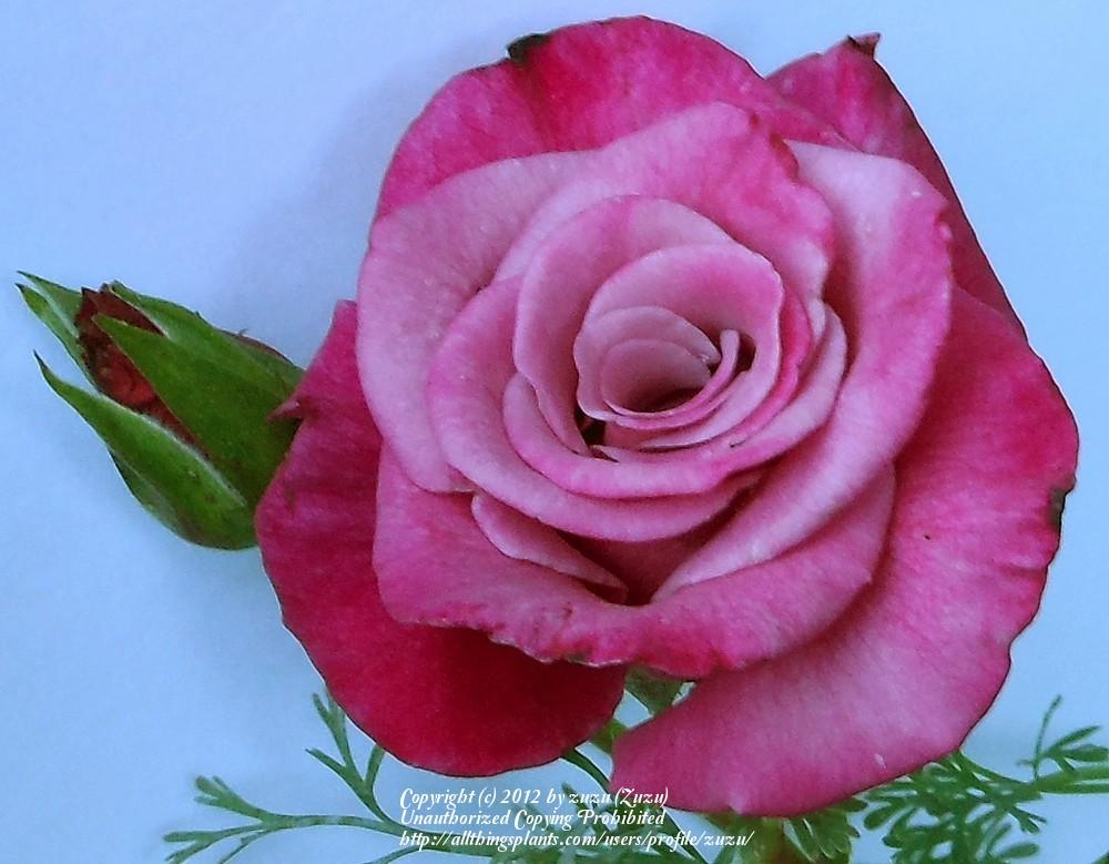 Photo of Rose (Rosa 'Blue Chip') uploaded by zuzu