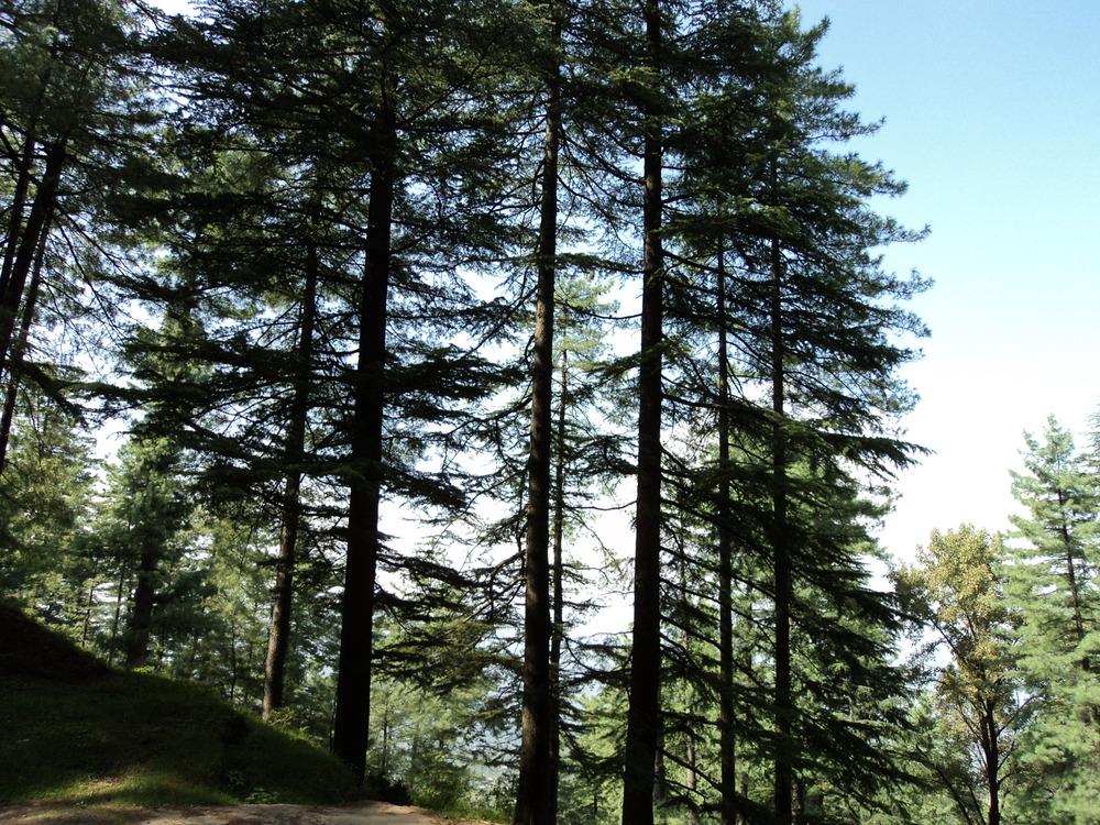 Photo of Deodar Cedar (Cedrus deodara) uploaded by KAMasud