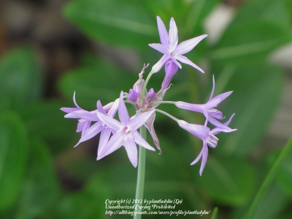 Photo of Society Garlic (Tulbaghia violacea) uploaded by plantladylin