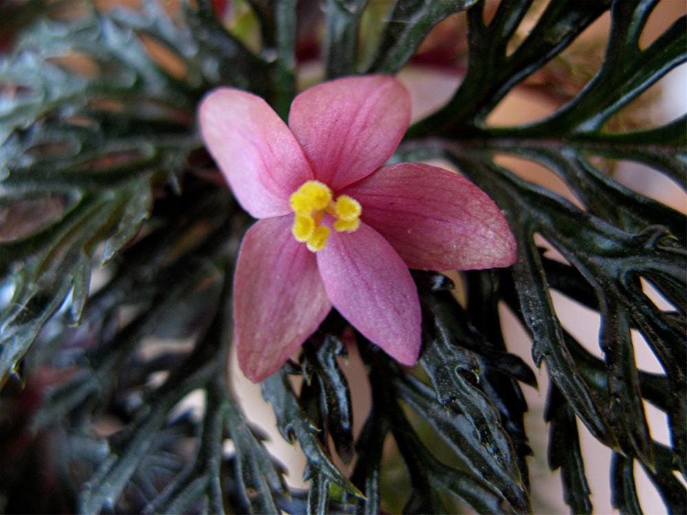 Photo of Begonia (Begonia bipinnatifida) uploaded by LarryR