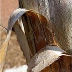 Location: My garden, Cottage-in-the-Meadow Gardens in South Amana, IA
Date: Winter 2010
Exfoliating bark