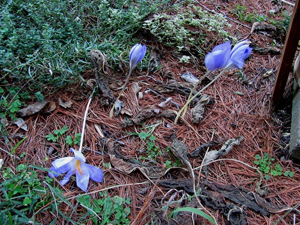 Photo of Saffron Crocus (Crocus sativus) uploaded by LarryR