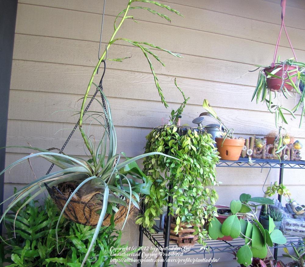 Photo of Giant Air Plant (Tillandsia utriculata) uploaded by plantladylin
