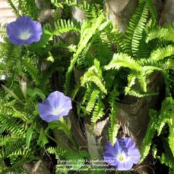 Location: Daytona Beach, Florida
Date: 2012-09-29 
Morning Glories and Ferns growing on a Palm Tree