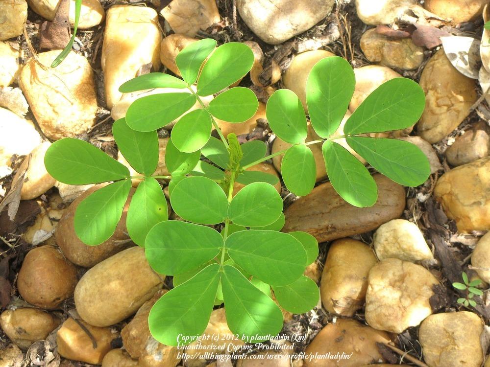 Photo of Sicklepod (Senna obtusifolia) uploaded by plantladylin