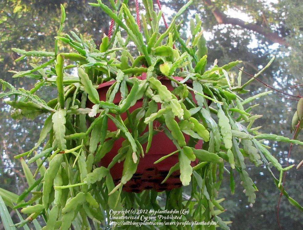 Photo of Bird's Foot Cactus (Rhipsalis micrantha) uploaded by plantladylin