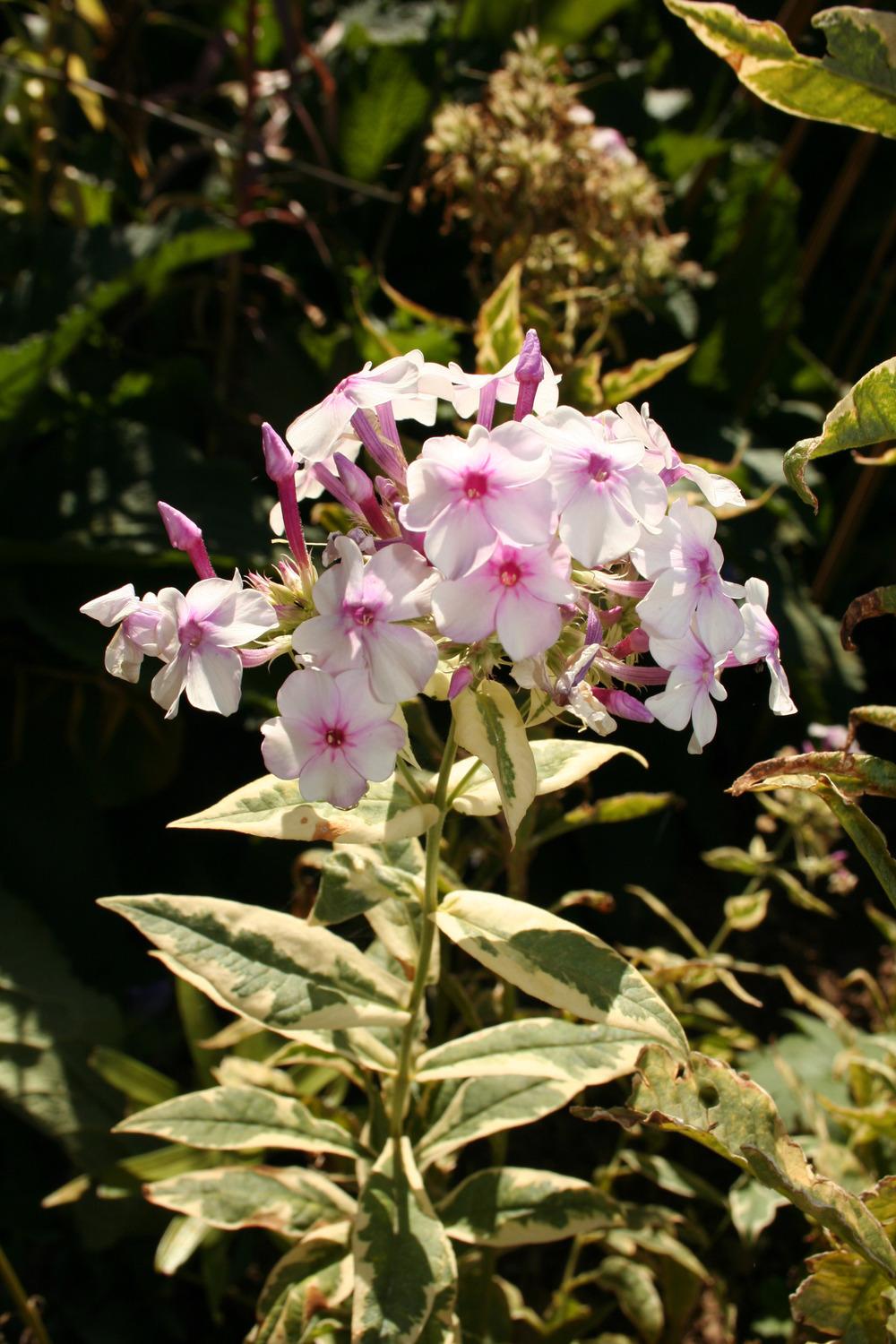 Photo of Variegated Garden Phlox (Phlox paniculata 'Frosted Elegance') uploaded by 4susiesjoy