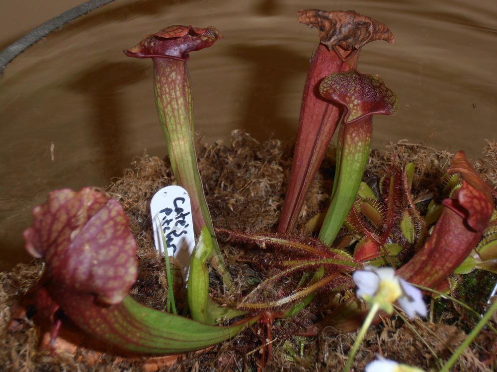 Photo of Catesby's Pitcher Plant (Sarracenia x catesbaei) uploaded by BookerC1