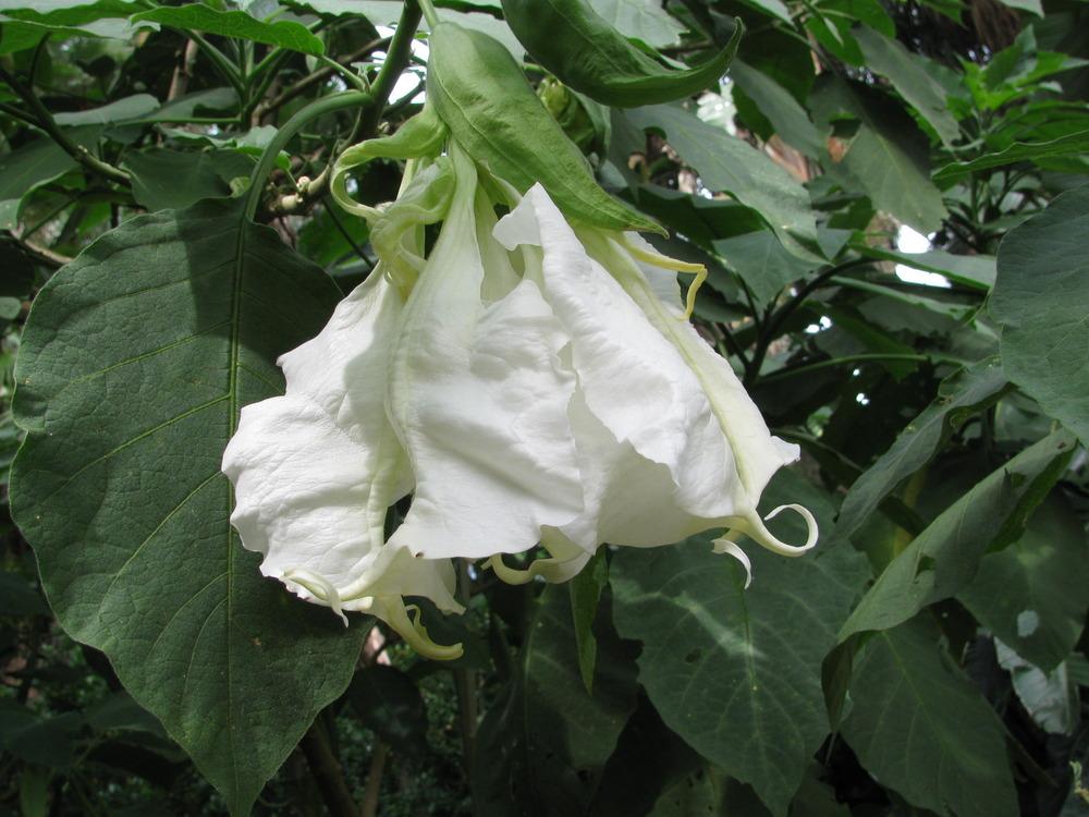 Photo of Angel's Trumpet (Brugmansia 'Shredded White') uploaded by Dutchlady1