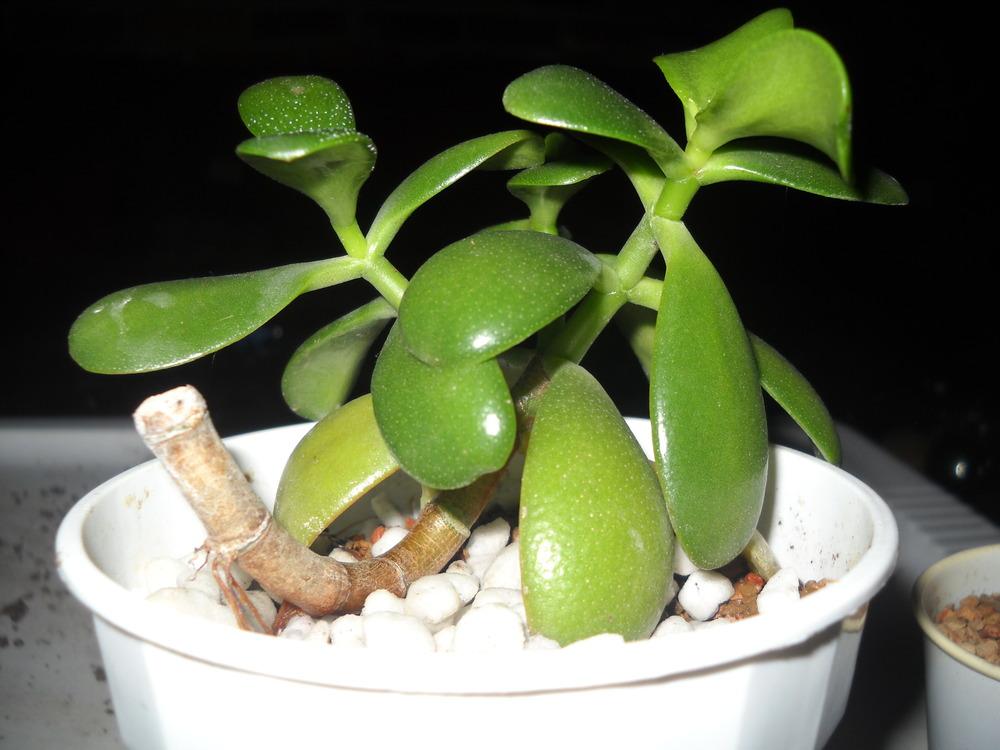 Photo of Jade Plant (Crassula ovata) uploaded by Irrelephant