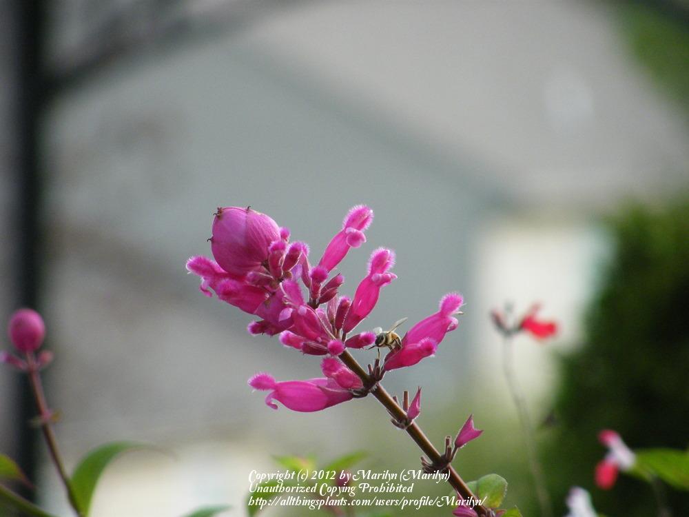 Photo of Rose Leaf Sage (Salvia involucrata 'Hidalgo') uploaded by Marilyn