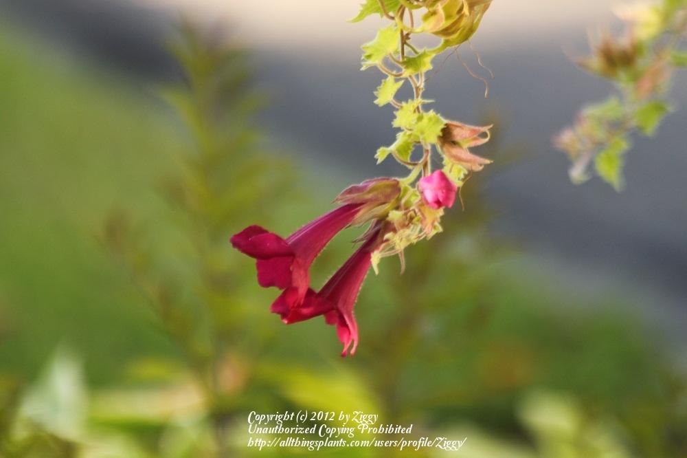 Photo of Lophospermum Great Cascade™ Wine Red uploaded by Ziggy