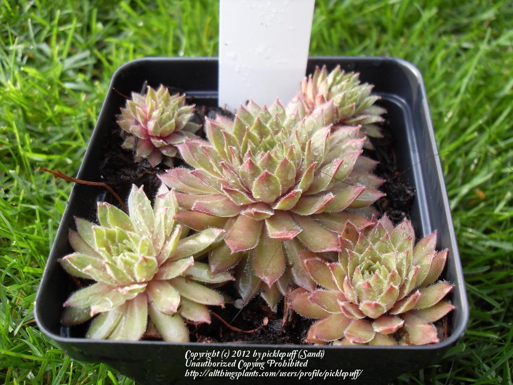 Photo of Hen and Chicks (Sempervivum 'Pacific Red Hawk') uploaded by picklepuff