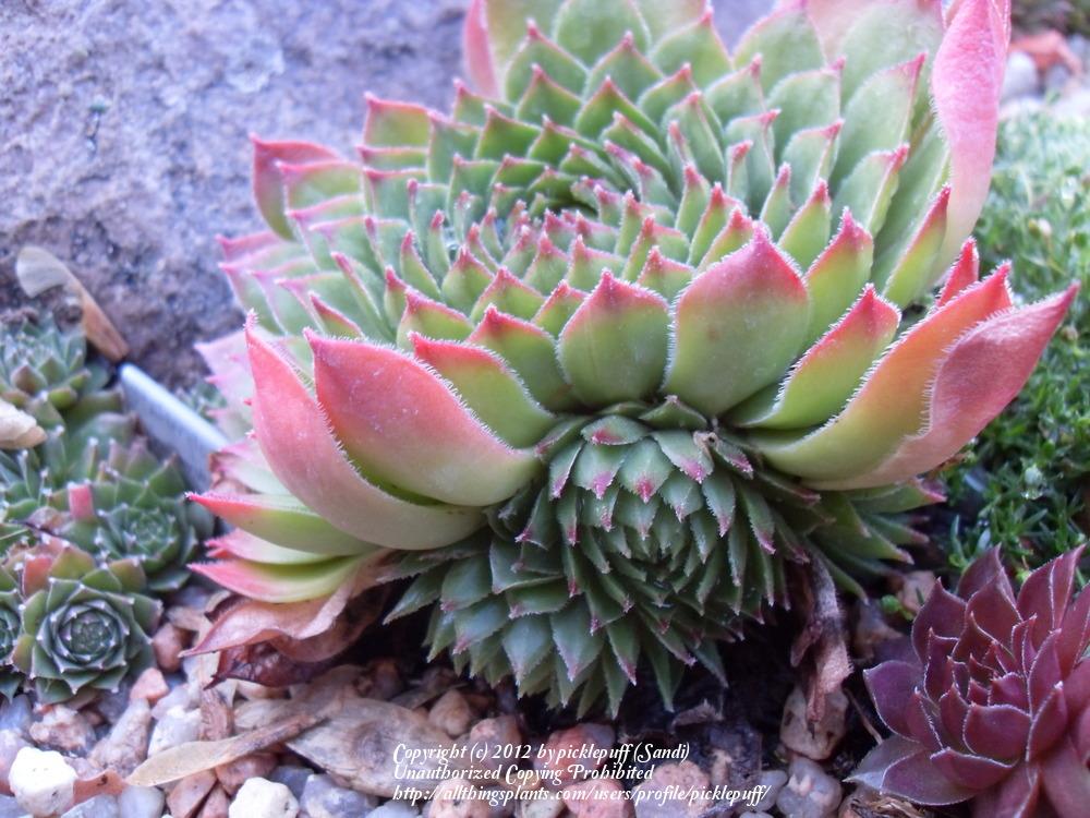 Photo of Hen and Chicks (Sempervivum 'Lime Frost') uploaded by picklepuff