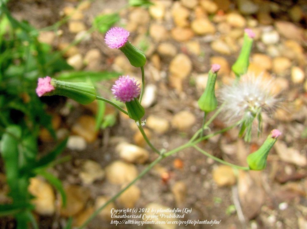 Photo of Lilac Tasselflower (Emilia sonchifolia) uploaded by plantladylin