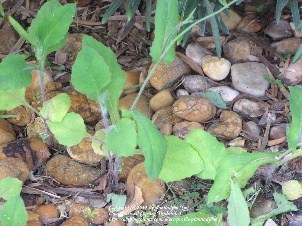 Photo of Florida Tassel Flower (Emilia fosbergii) uploaded by plantladylin