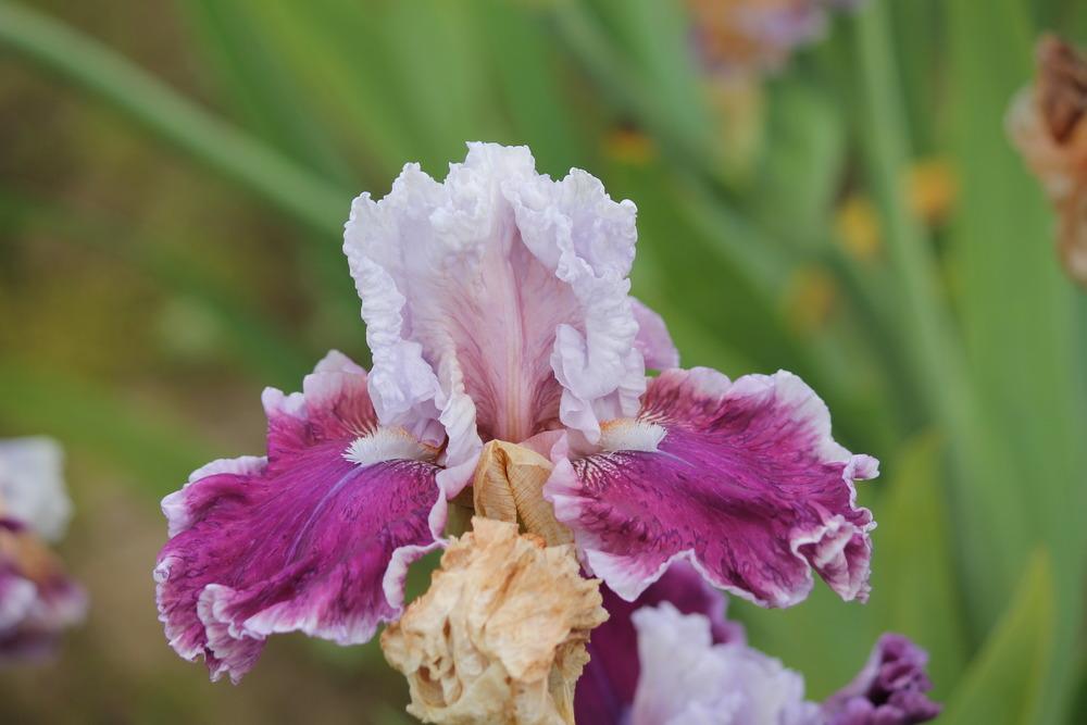 Photo of Tall Bearded Iris (Iris 'Avenue of Dreams') uploaded by ARUBA1334