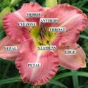 Daylilies, a Rainbow of Color