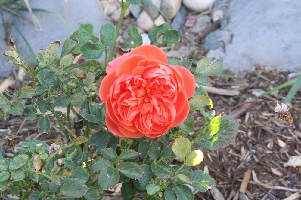 Photo of Rose (Rosa 'Summer Song') uploaded by Skiekitty