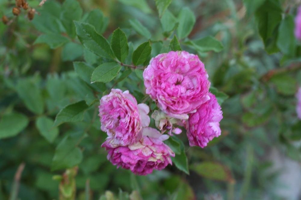 Photo of Rose (Rosa 'Vineyard Song') uploaded by Skiekitty