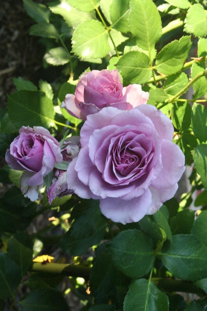 Photo of Rose (Rosa 'Fragrant Lavender Simplicity') uploaded by Skiekitty