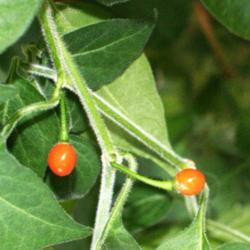 Location: Finland
Date: 8th october 2009
Capsicum galapagoense. Mature pods. Photo: http://fatalii.net