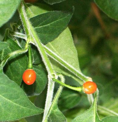 Photo of Galapagos Island Pepper (Capsicum galapagoense) uploaded by fatalii