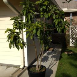Location: Middleburg, Florida
Date: 2012-09-30
My Gainesville avocado tree is firve years old and in this 30 gal