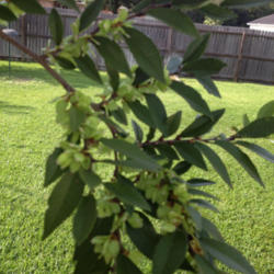 Location: Middleburg, Florida
Date: 2012-10-01
Seeds about to mature.  Every fall the drake in my yard has thous