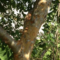 Location: Middleburg, Florida
Date: 2012-09-30
Recognizable peeling bark of a drake elm
