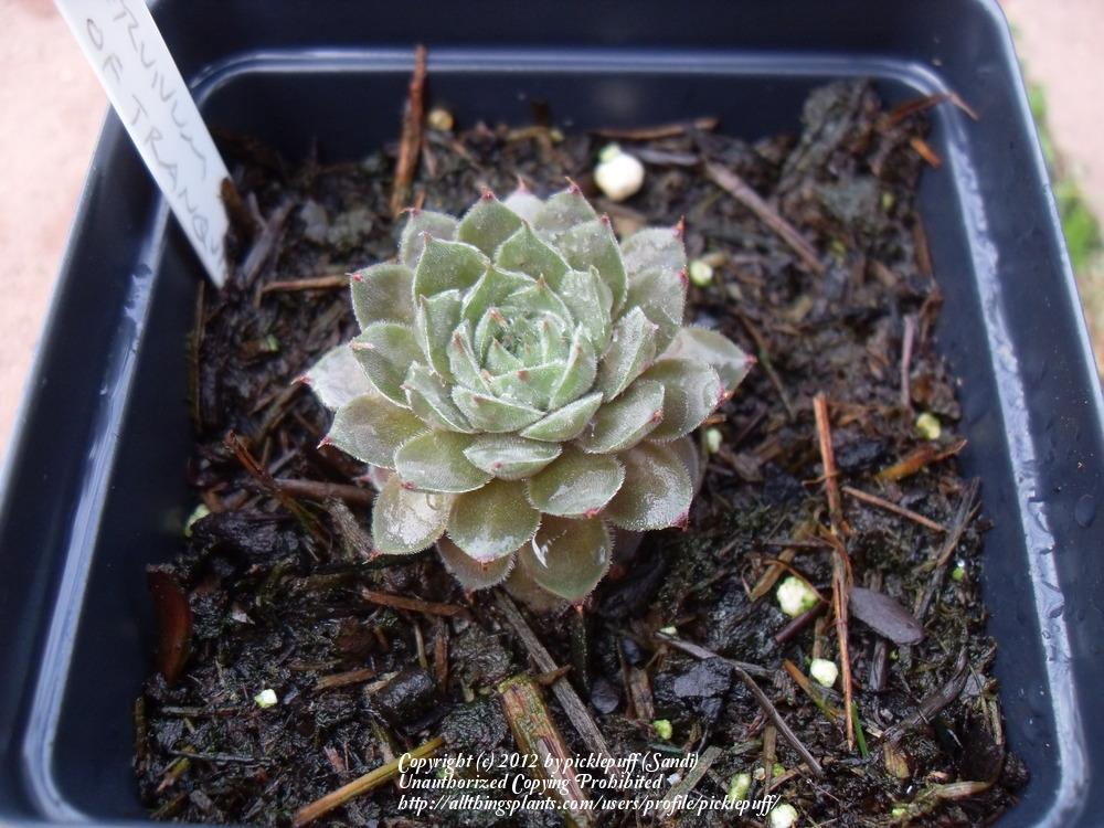 Photo of Hen and Chicks (Sempervivum 'Sea of Tranquility') uploaded by picklepuff