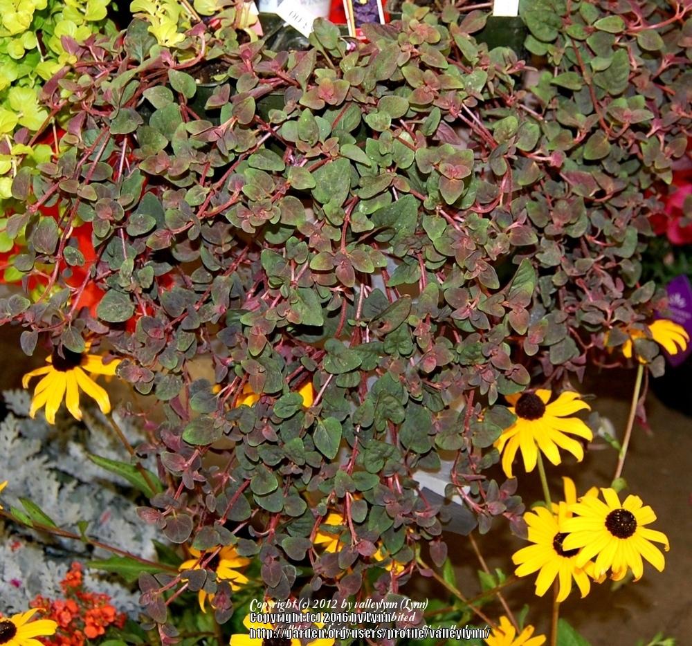 Photo of Dense-Flowered Loosestrife (Lysimachia congestiflora 'Persian Chocolate') uploaded by valleylynn