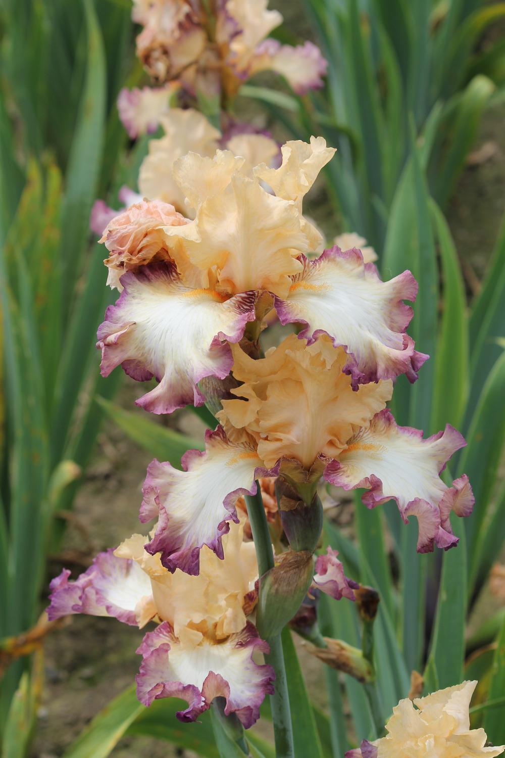 Photo of Tall Bearded Iris (Iris 'Comfortable') uploaded by ARUBA1334
