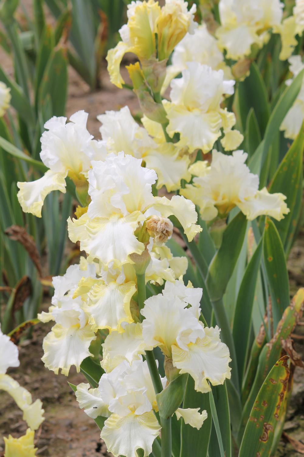 Photo of Tall Bearded Iris (Iris 'In Style') uploaded by ARUBA1334