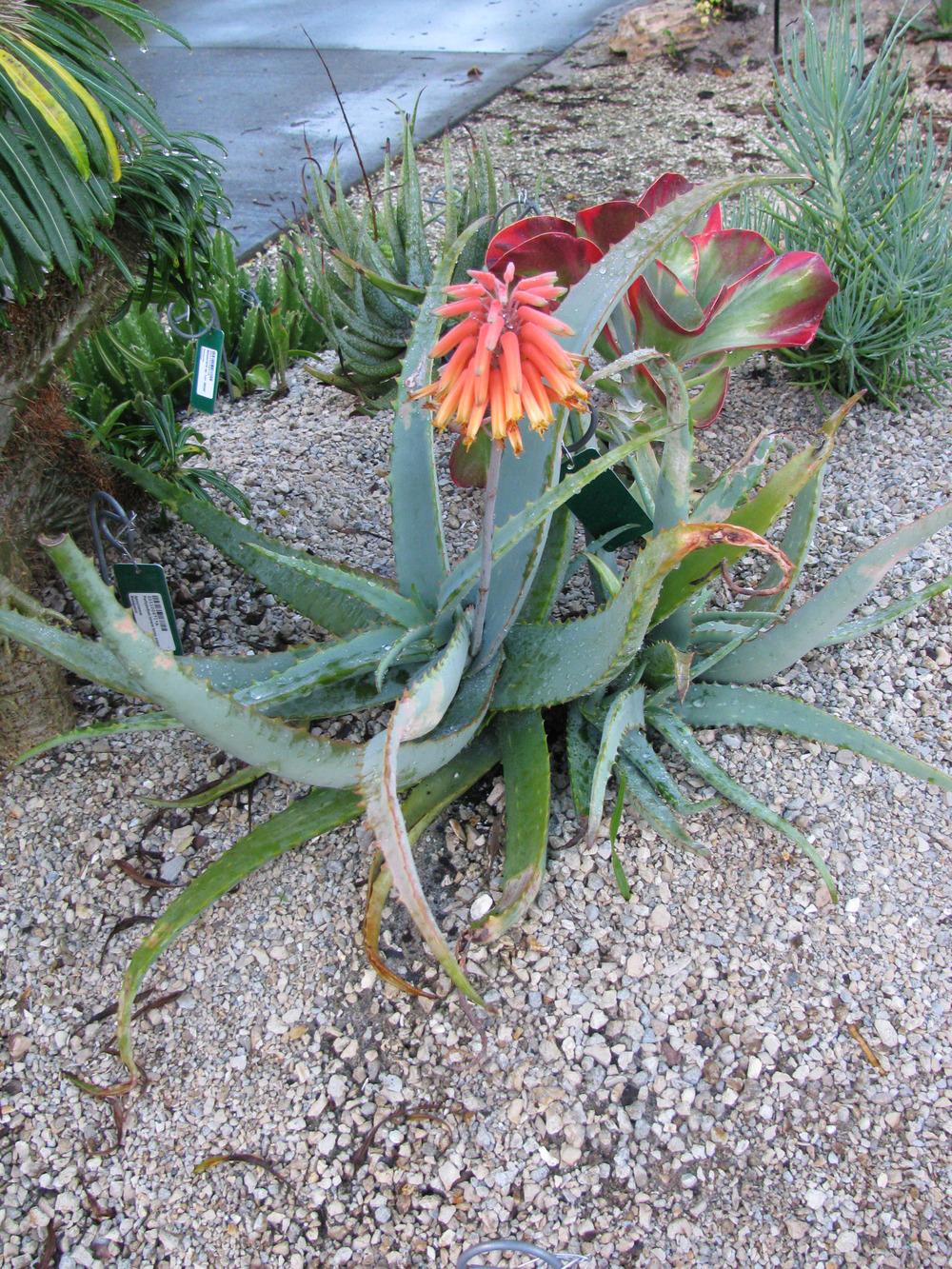 Photo of Shewa Aloe (Aloe schelpei) uploaded by Dutchlady1