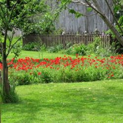 Location: My garden, Cottage-in-the-Meadow Gardens in South Amana, IA
Date: 2009-05-29
