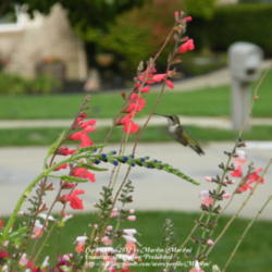 Location: My garden in Kentucky
Date: 2012-09-28
Hummer flying up to enjoy all the 'SS' flowers. #Pollination