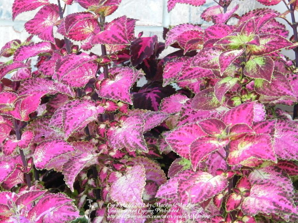 Photo of Coleus (Coleus scutellarioides 'Tapestry') uploaded by Marilyn