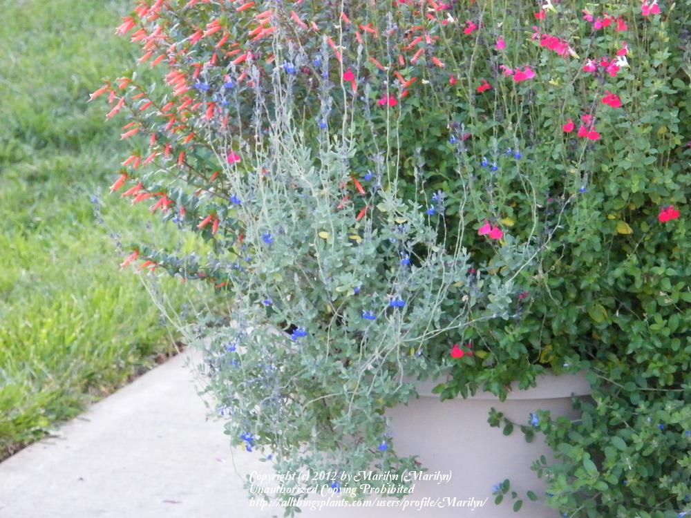 Photo of Blue Oak Sage (Salvia chamaedryoides) uploaded by Marilyn